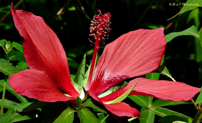 {Hibiscus coccineus}